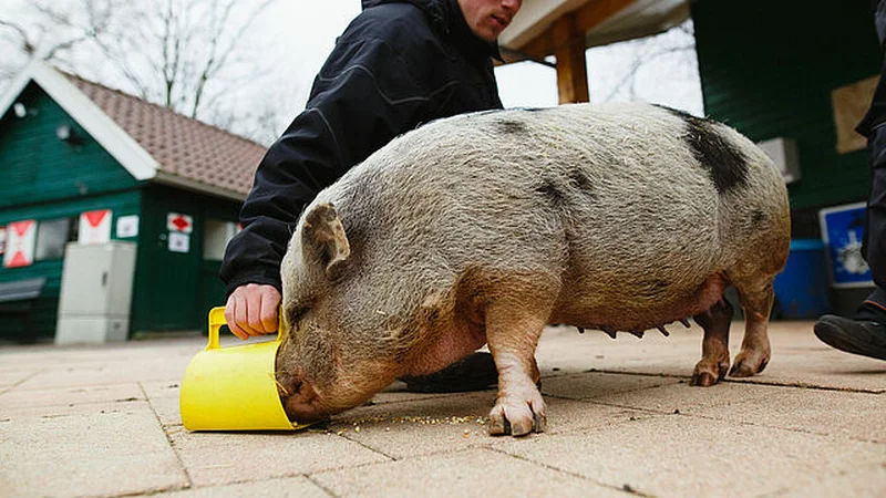 Kinderboerderij Dierendorp